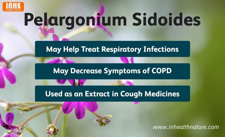 How Does Geranium Extract Improve Respiratory Conditions