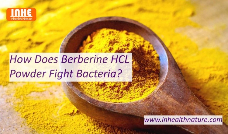 How Does Berberine HCL Powder Fight Bacteria