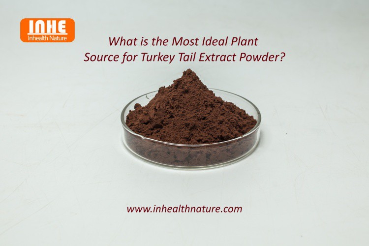 What is the Most Ideal Plant Source for Turkey Tail Extract Powder